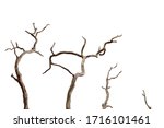 Dry branch of dead tree with cracked dark bark.beautiful dry branch of tree isolated on white background.Set of dead tree.Dry wooden stick from the forest isolated on white background .