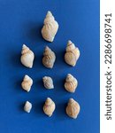 Small photo of A collection of Whelk shells (Buccinium undatum), animal whelks are good sea food if boiled for 15 minutes in salty water. Wash thoroughly first to remove sand.
