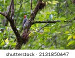 Redheaded Woodpecker Sitting In ...