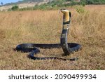 King cobra, Ophiophagus hannah is a venomous snake species of elapids endemic to jungles in Southern and Southeast Asia, goa India  