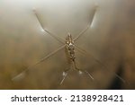 Small photo of Water skipper, Gerridae, Hemiptera, Water bugs, pond skaters, water skippers, or jesus bugsSatara, Maharashtra, India 