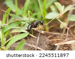 Black ant killing termites,  Componotus compressus, Satara, Maharashtra, India