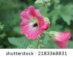Bumblebee Pollinates Flower Bud ...