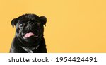 Banner Of Cute Black Pug Dog On ...