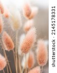 Dry Fluffy Bunny Tails Grass On ...