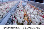 Poultry farm with broiler...