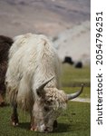 Small photo of Group of yaks in the green field in himalayas with snow mountain background in ladakh region,india. Ladakh,India. Domestic Yak with picturesque of nature in Leh Ladakh, India.