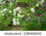Small photo of Blooming spring flowers. Large beautiful white balls of blooming Viburnum opulus Roseum (Boule de Neige). White Guelder Rose or Viburnum opulus Sterilis, Snowball Bush, European Snowball is a shrub.