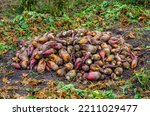 Small photo of In the field, the dug-up fodder beet lies in a heap. Harvested fodder beets on a farm.