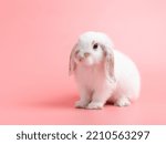 Small photo of Baby white holland lop rabbit sitting on pink background. Lovely action of young rabbit.