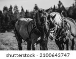 Two Draft Horses Waiting To...