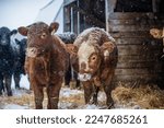 Small photo of Young cow heifer standing under a shelter outside in winter pasture