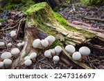 Wild Forest Mushrooms  Common...
