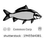 vector common carp illustration ... | Shutterstock .eps vector #1945564381