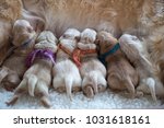 Newborn Puppies Feeding. Golden ...