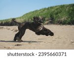 Small photo of Portrait of Funny and crazy Afghan Hound young dog having fun on the beach. Afghan hound puppy running at the seaside