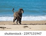 Small photo of Portrait of Funny Afghan Hound young dog having fun on the beach. Afghan hound puppy running at the seaside