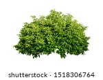 Tropical plant flower bush tree isolated on white background