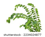Tropical plant flower bush shrub tree isolated on white background with clipping path	
