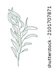 eucalyptus branch vector in... | Shutterstock .eps vector #2101707871