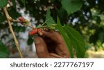 Small photo of Plucking mulberry from mulberry tree. Mulberries are colorful berries that are eaten both fresh and dried. The fruits of mulberry are known as toot and shahtoot and are sweet and luscious.