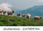 Sheeps On A Mountain Farm On A...
