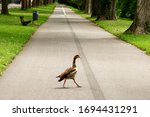 Small photo of A wild goose walks along an empty footpath in a public park during self-isolation. After the arrival of coronavirus, wild animals began to return to the territories occupied by people