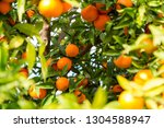 Clementines On A Fruit Tree
