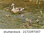 Female of wild duck with cubs