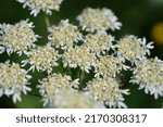 Small photo of Wild Angelica or Forest Angelica also called Herbe aux anges or Sylvestre Angelica