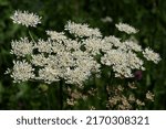 Small photo of Wild Angelica or Forest Angelica also called Herbe aux anges or Sylvestre Angelica
