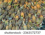 Small photo of A big pile of just harvested and ripen pineapples. Fresh pineapples sold in asian traditional markets. A lot of pineapples photo.Pile of pineapples lying on each other outdoors looks beautiful.