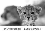 A Cheetah Acinonyx Jubatus Cub...