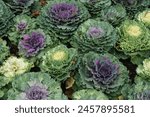 A bunch of ornamental kale and...
