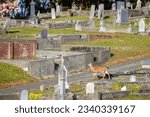 A deer walks through the Ferndale Cemetery in Ferndale, Humboldt County, California.