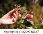 woman picking raspberries from a bush close-up of hands