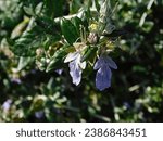 Small photo of Shrubby germander, or Teucrium fruticans plant flowers