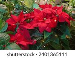 Red poinsettia flowers...