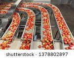 Small photo of Clean and fresh gala apples on a conveyor belt in a fruit packaging warehouse for presize