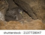 Small photo of Cory's shearwater Calonectris borealis chick in its nest. Montana Clara. Integral Natural Reserve of Los Islotes. Canary Islands. Spain.