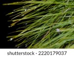 Small photo of Needless of Canary Island pine Pinus canariensis covered with dew drops. Integral Natural Reserve of Inagua. Gran Canaria. Canary Islands. Spain.