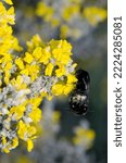 Bumblebees Bombus Canariensis...