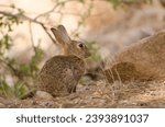 Small photo of European rabbit Oryctolagus cuniculus. Integral Natural Reserve of Inagua. Tejeda. Gran Canaria. Canary Islands. Spain.