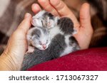 Woman Holding Newborn Kittens...