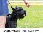 A Large Black Shaggy Dog Breed...