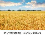 Wheat Field With Yellow Ripe...