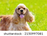 American Cocker Spaniel With...