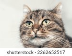 Brown tabby cat with green eyes close-up. Portrait of a cat