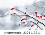 A branch of rose hips with red berries on a blurred background during snowfall