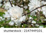 Small photo of Magnolia Mag's Pirouette blooming white in botany in Poland. Tet
